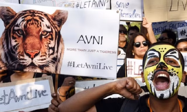 Hổ dữ ăn thịt người vùng Pandharkawad bị bắn hạ