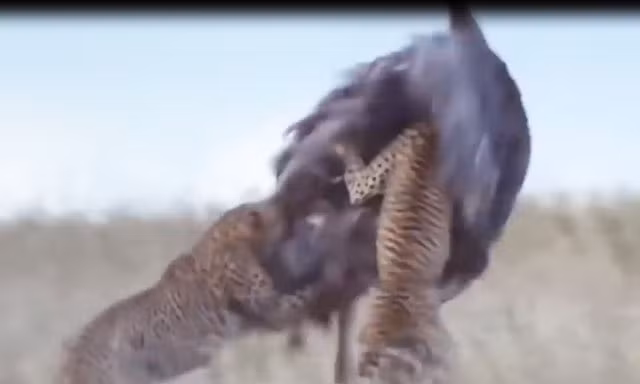 VIDEO: Kịch tính cảnh báo săn truy sát đà điểu