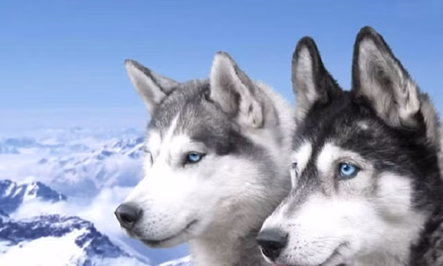 Những đặc điểm thú vị của giống chó Husky