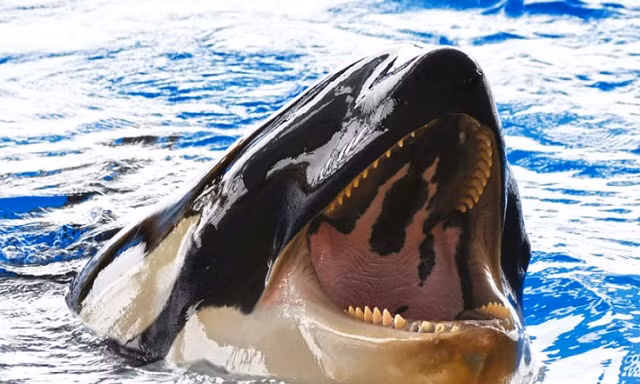 Cá voi sát thủ ngoi lên bờ tóm gọn hải cẩu