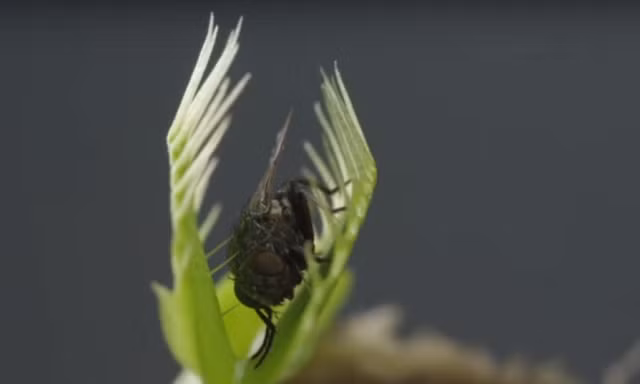 Cận cảnh màn ăn thịt ruồi của cây bẫy kẹp