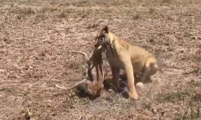 VIDEO: Sư tử trổ tài săn linh dương Gazelle