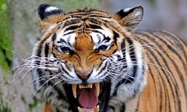 Câu chuyện rùng rợn về hổ cái ăn thịt người vùng Champawat