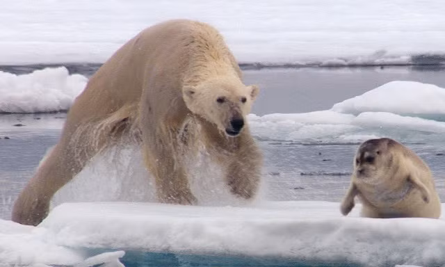 Màn săn phục kích và săn hải cẩu của gấu Bắc Cực