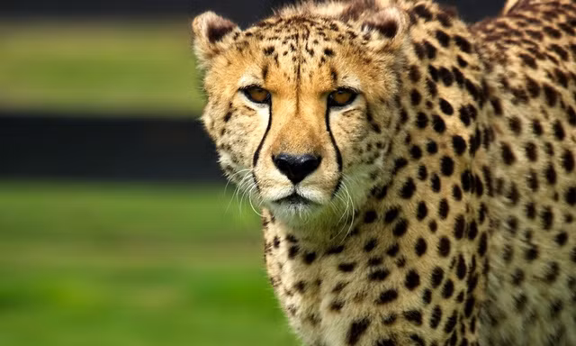 Báo cheetah học được cách phối hợp săn mồi