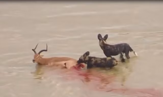 Đàn chó hoang ăn thịt linh dương dưới nước