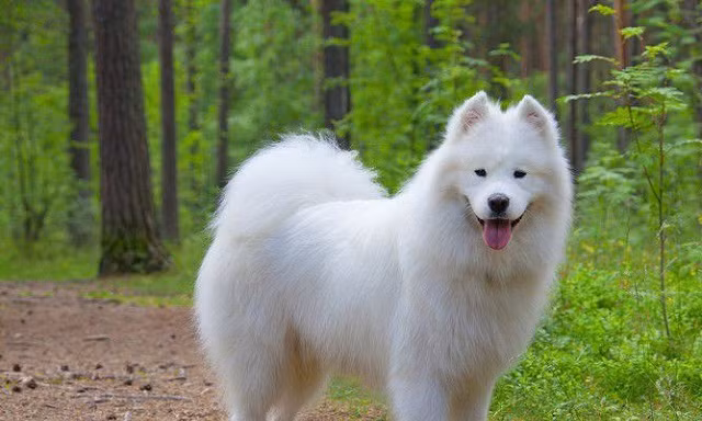 Hai giống chó đắt nhất thế giới 