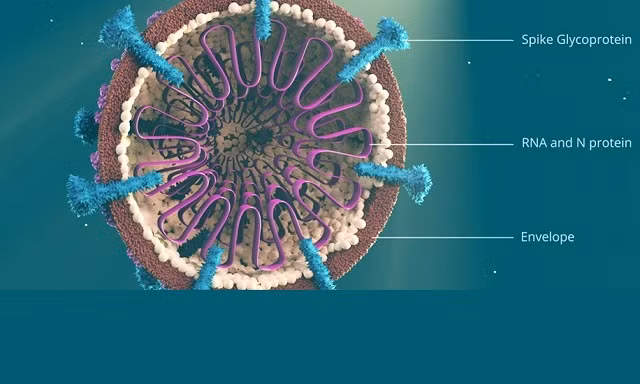 Chứng minh virus corona không phải do con người con người tạo ra