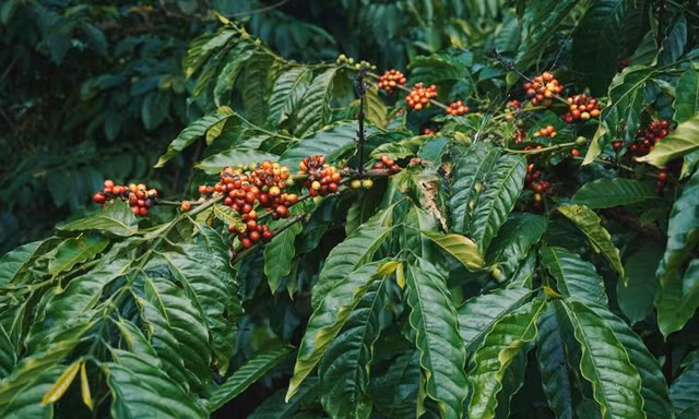 Nỗ lực phát triển bền vững phải gắn liền với bảo tồn đa dạng sinh học 