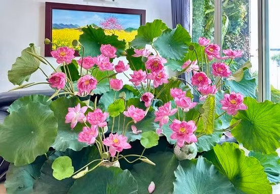 Hà Nội: Ngỡ ngàng 'đầm sen' thơm ngát, siêu đẹp được cắm ngay tại nhà