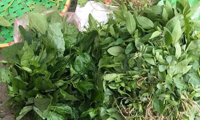 Được chuộng mua nên dân buôn thể thu được nửa triệu/ngày từ việc kiếm rau dại bán