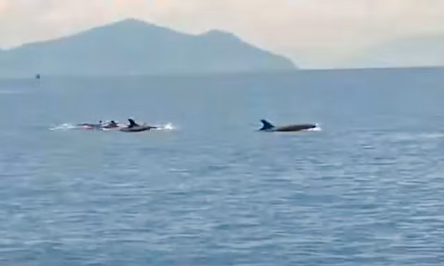 Đàn cá heo gần 100 con bơi lội tung tăng trên vịnh Nha Trang