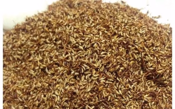 Hạt rừng lạ được mọi người mua về làm thạch ăn giải nhiệt