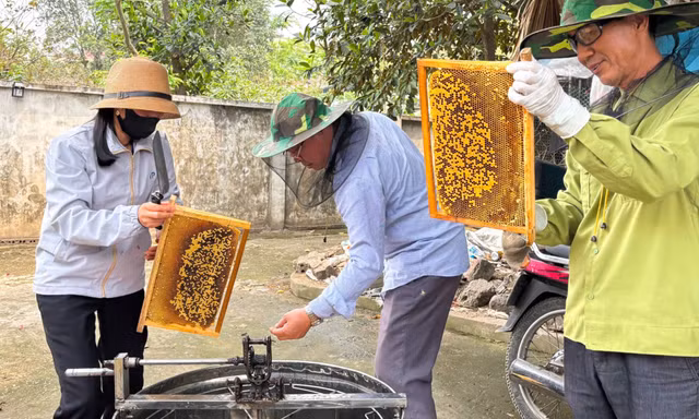 Đưa ong rừng về nuôi lấy mật, người dân Hà Nội kiếm hàng trăm triệu đồng