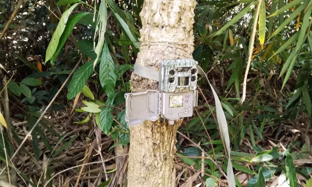 Lâm Đồng đặt 3 bẫy camera thu thập hình ảnh thú hoang dã nghi hổ 