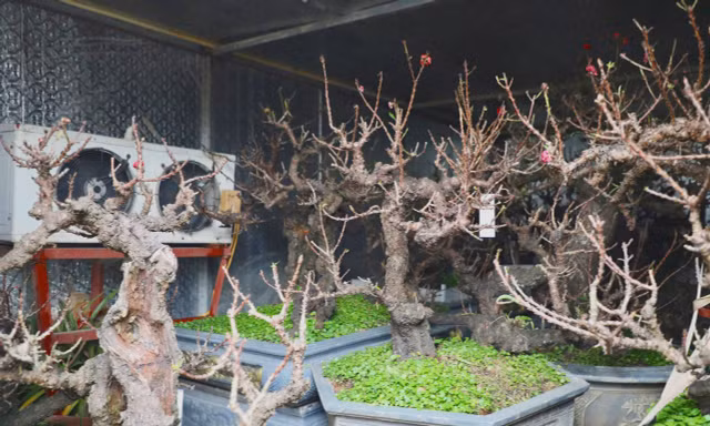 Chiêm ngưỡng 'vua của các loài đào' nằm phòng điều hoà chờ hoa nở đúng dịp Tết Nguyên đán
