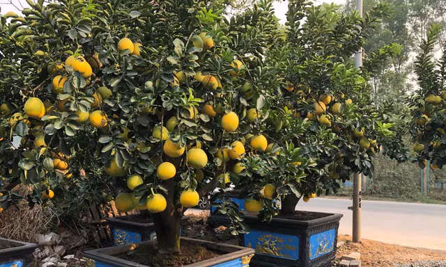 'Ôm' vườn bưởi Tết tiền tỷ, dân buôn vẫn lo nơm nớp