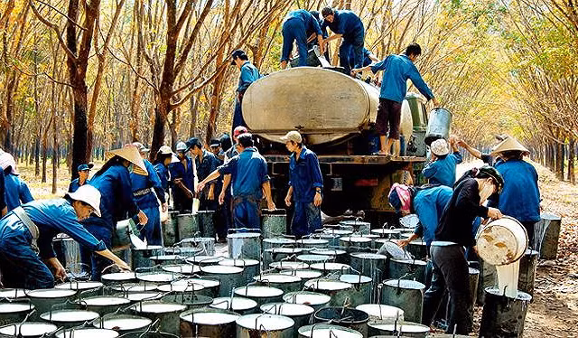 Cựu Chủ tịch Tập đoàn Cao su gây thiệt hại hàng chục tỷ đồng