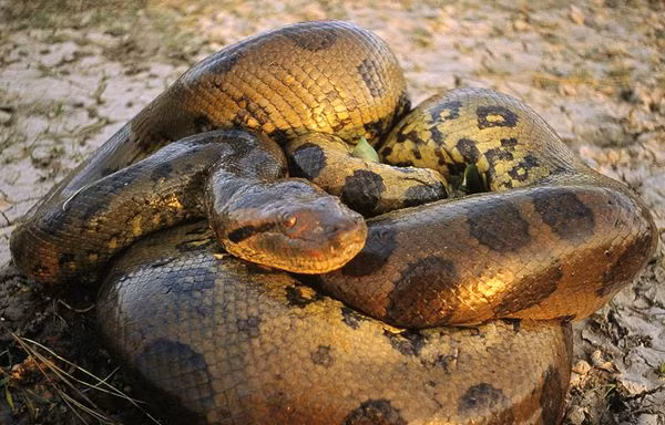 Xuất hiện trăn xanh khổng lồ dài bằng xe buýt