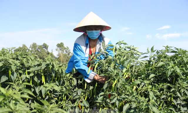 Nông dân Đà Nẵng 'cay mắt' dù đón một vụ ớt được mùa