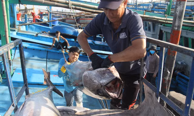 Việt Nam tích cực chuyển đổi nghề cá theo hướng bền vững