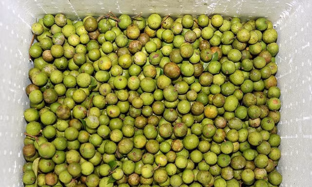 Sấu tươi Hà Nội được lựa chọn kỹ càng, đóng thùng xốp và cấp đông để chuyển ra Trường Sa. Ảnh: CLB Tuổi trẻ vì Biển đảo quê hương.