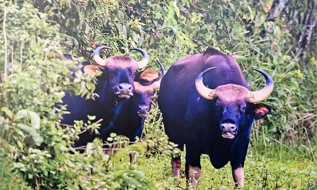 Đề nghị giải quyết chính sách cho nhân viên kiểm lâm tử vong vì bị bò tót tấn công 