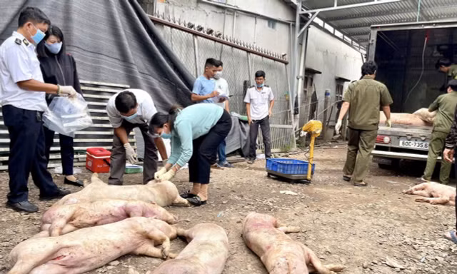 Phát hiện gần 7 tấn thịt heo chết tại cơ sở giết mổ lậu ở Đồng Nai