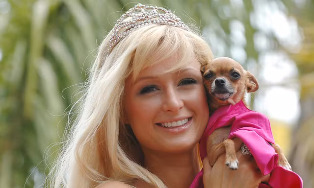 Paris Hilton mạnh tay chi 350 ngàn USD xây biệt thự cho cún cưng