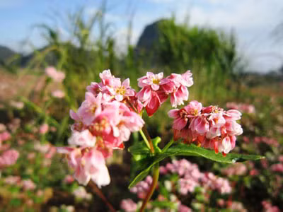 Hoa tam giác mạch phủ hồng các cao nguyên