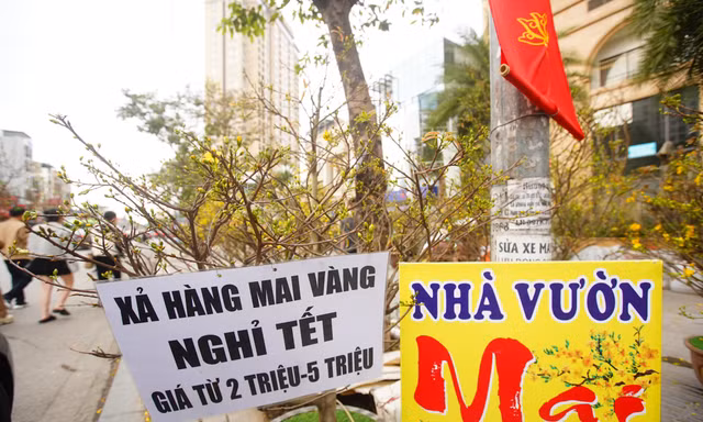 Hà Nội: Mai vàng ế ẩm, tiểu thương giảm giá, xả hàng sớm