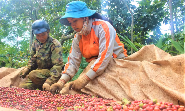 Nông sản xuống giá khiến nhiều doanh nghiệp gặp khó