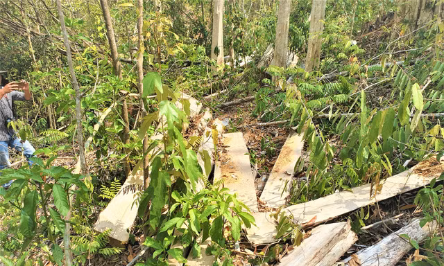 Một vụ phá rừng tại Khu BTTN Ea Sô vào đầu năm 2020