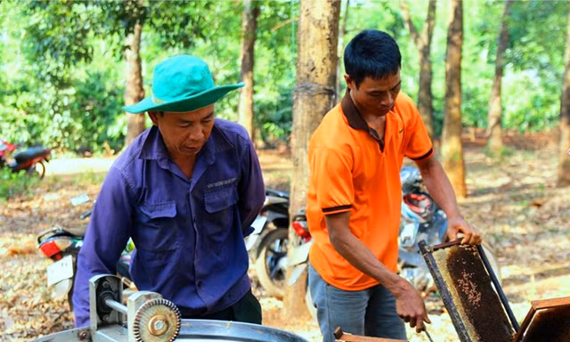 Lý thú đưa ong 'săn' hoa cà phê