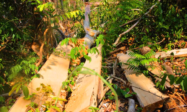 Hiện trường một vụ phá rừng tại khu vực giáp ranh Đắk Lắk-Gia Lai