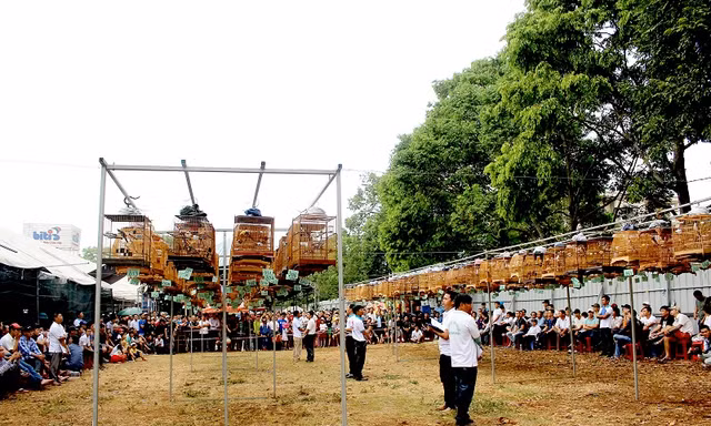 Hơn 300 chú chào mào thi hót