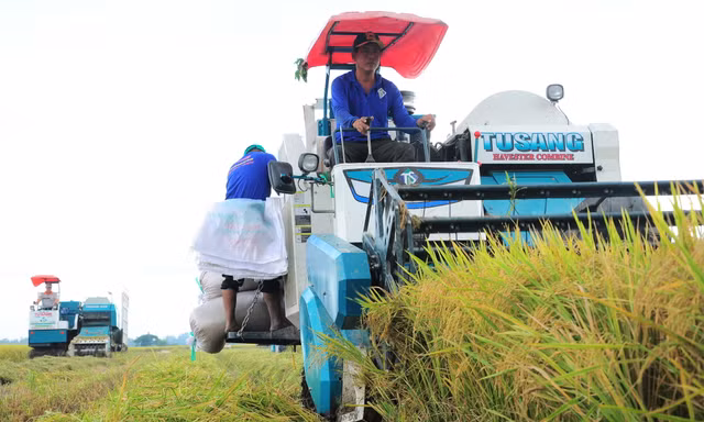 'Liên kết ở ĐBSCL kiểu tôi đặt cọc, tới vụ tôi lấy lúa, thế thôi'
