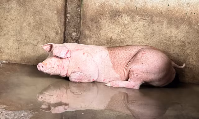 Trà Vinh phát hiện cơ sở giết mổ heo vi phạm