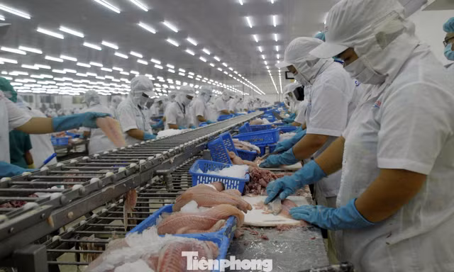 Xuất khẩu cá tra tăng mạnh