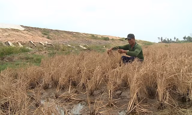 Phó Thủ tướng chỉ đạo làm rõ vụ lúa chết bất thường cạnh công trường cao tốc