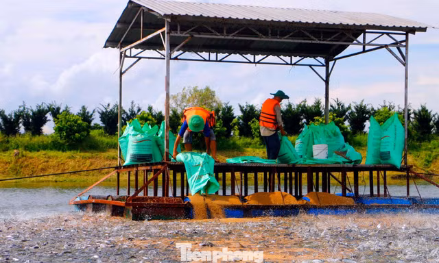 Tập đoàn Hà Lan đề xuất nuôi cá tra trong nước nhiễm mặn