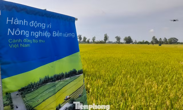 Mời gọi đầu tư tài chính xanh cho chương trình sản xuất lúa phát thải thấp