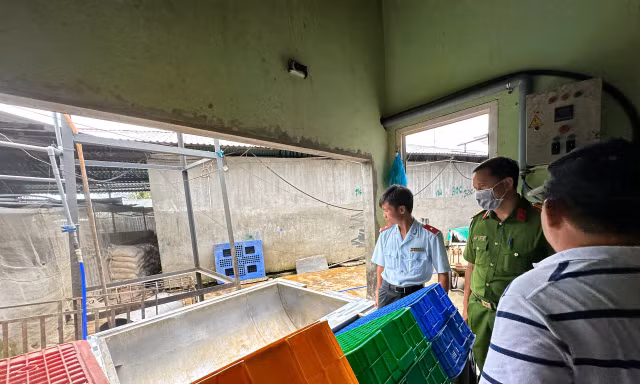Lùm xùm vụ C.P: Kết quả kiểm tra lò mổ bị 'tố' có heo bệnh