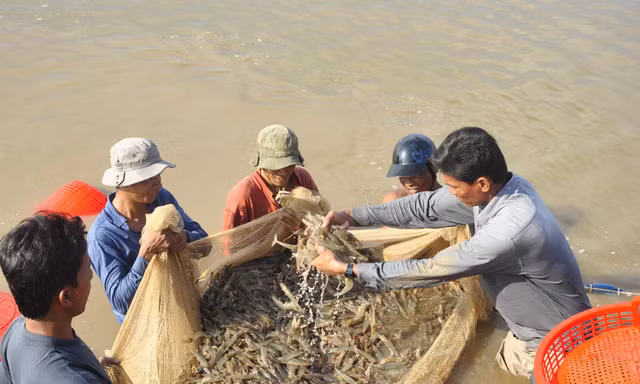 Đối diện nhiều thách thức, ngành tôm vẫn đặt mục tiêu kỷ lục