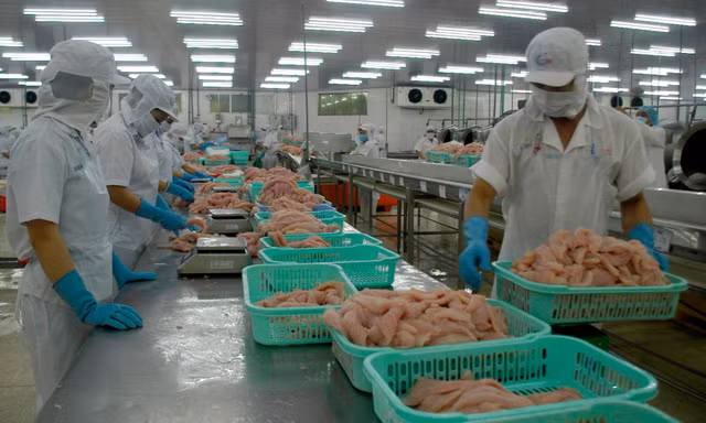 Xuất khẩu cá tra sang EU vẫn ảm đạm