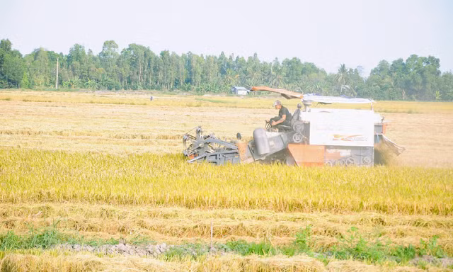 Nhiều nông dân bỏ vụ vì chi phí tăng quá cao