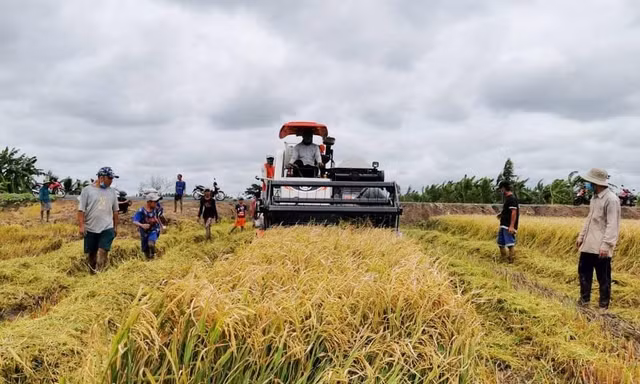 Thu hoạch lúa Thu Đông 2021 ở ĐBSCL.