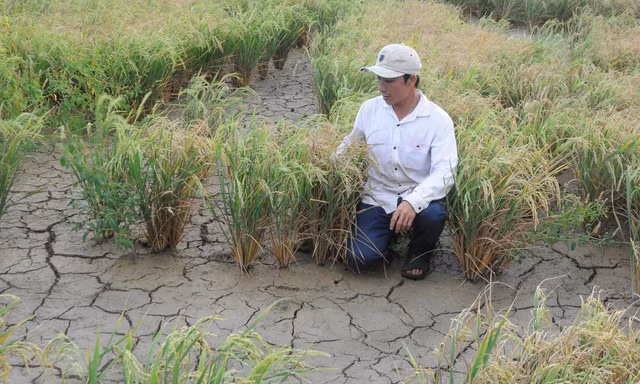 Hạn, mặn ở ĐBSCL có thể tương đương mùa khô lịch sử 2015-2016