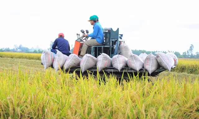Đề án 1 triệu ha lúa: Cần phải thực sự đi vào đời sống nông dân! 