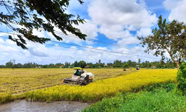 Thu hoạch lúa ở Hậu Giang. Ảnh: Cảnh Kỳ